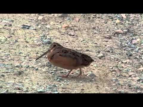 Woodcock dancing rumba