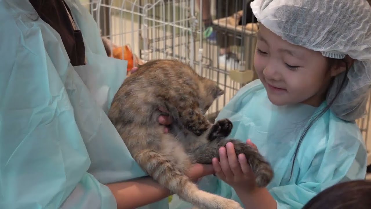 しっぽの森 獣医体験（short movie.） - YouTube