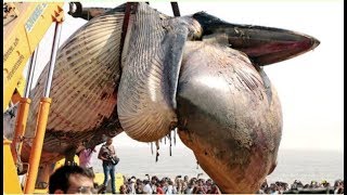 Бу Кит Ўлганда Нима Бўлиб Кетганини Кўринг