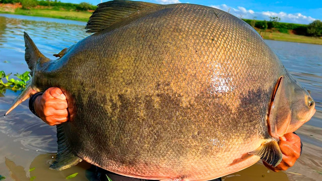 7 TRINTADAS NA SUPERFÍCIE / A MELHOR PESCARIA DAS NOSSAS VIDAS!