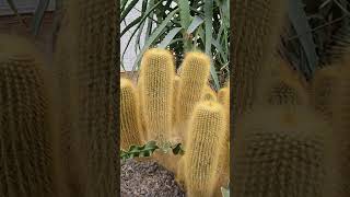 Gaiser Conservatory in Spokane, filled with rare tropical plants #tropical #flowers #plants #shorts Gaiser Conservatory in Spokane, filled with rare tropical plants #tropical #flowers #plants #shorts