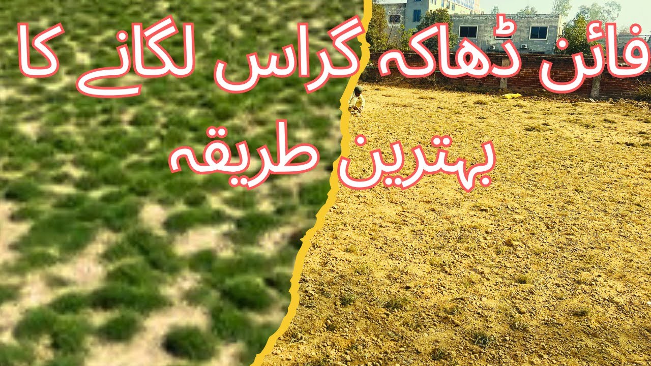 How to Grow and Maintain Fine Dhaka Grass for a Perfect Lawn