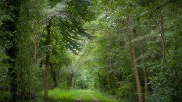 🌳 4K - Relaxing Nature Sounds For Stress Relief, Forest Sounds, Bird Song, ASMR