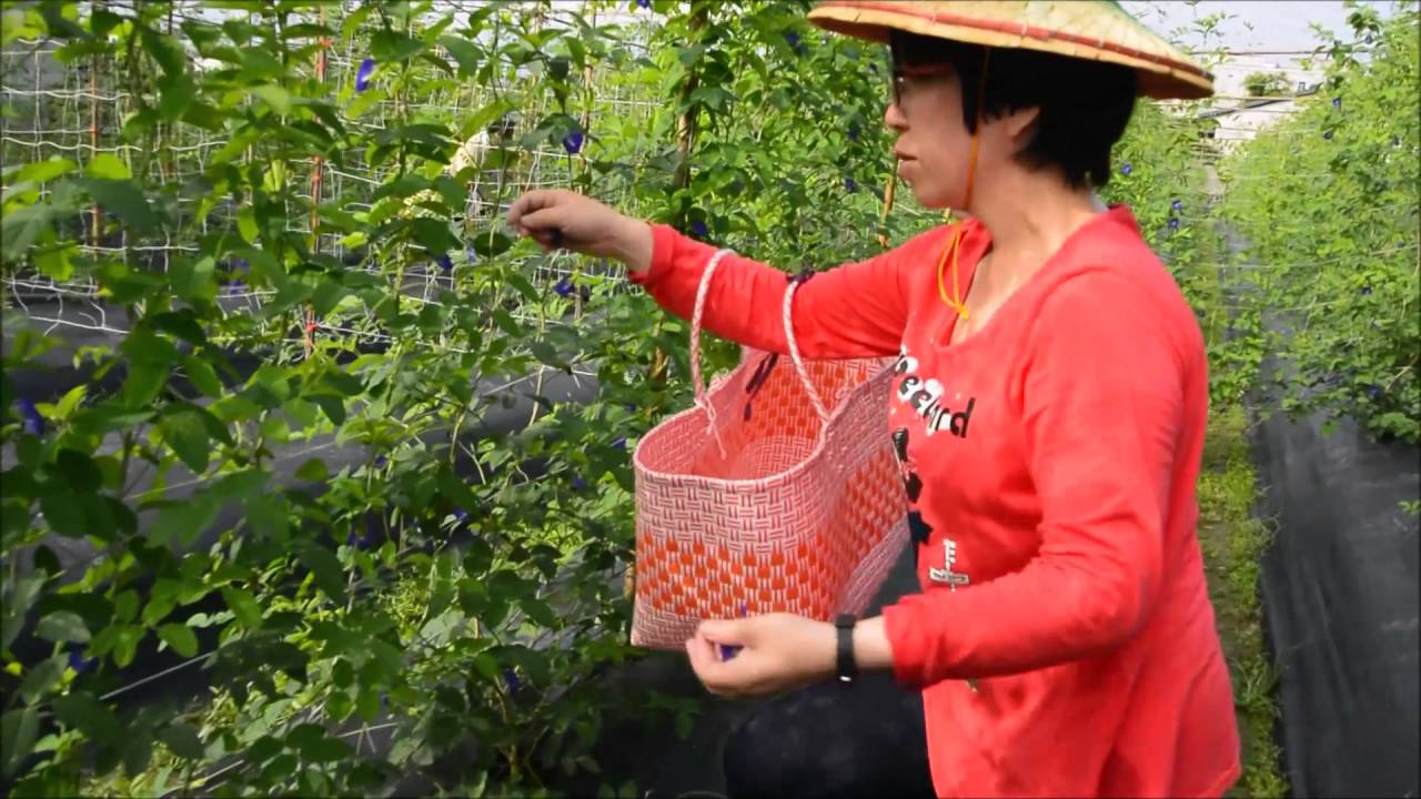 蝶豆迷宮 Youtube