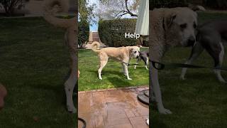 GIANT Anatolian Shepherd gets a bath  #doggrooming #dogbath #dogmom