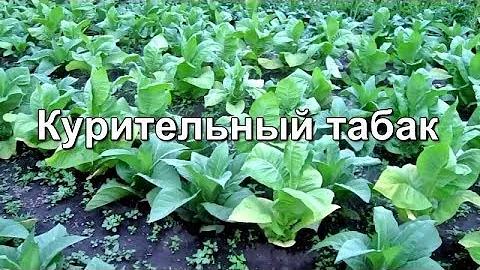 Высадка рассады курительного табака в открытый грунт.