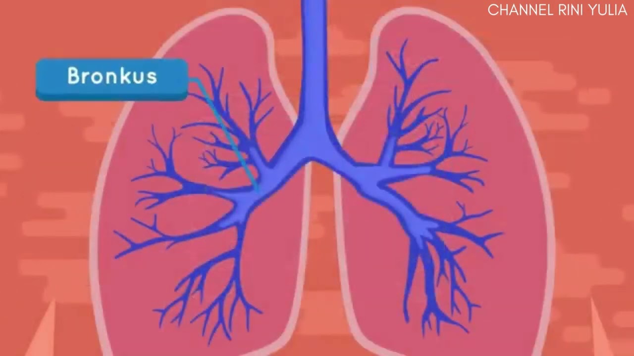 Channel Rini Yulia VIDEO PEMBELAJARAN IPAS KELAS 5 SISTEM PERNAPASAN MANUSIA