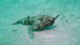 A Shortnose Batfish Walks on The Ocean Floor | CND 37 | TripAdvisor