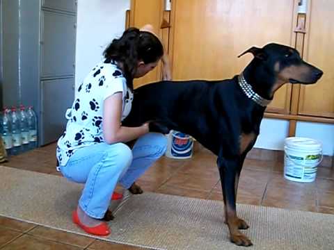 Dra. Daniela Lewgoy e Eich - Quiropraxia veterinária!