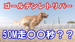 50M走チャレンジ！ゴールデンレトリバー ジョイ