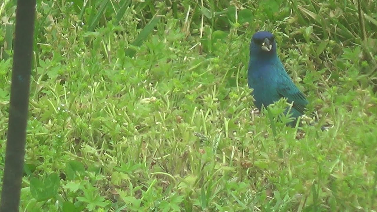 Indigo Bunting under Bird Feeder 