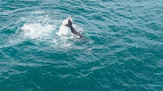 Humpback Whale Tail Slap and Rainbow Spout, Pacifica 9-25-26