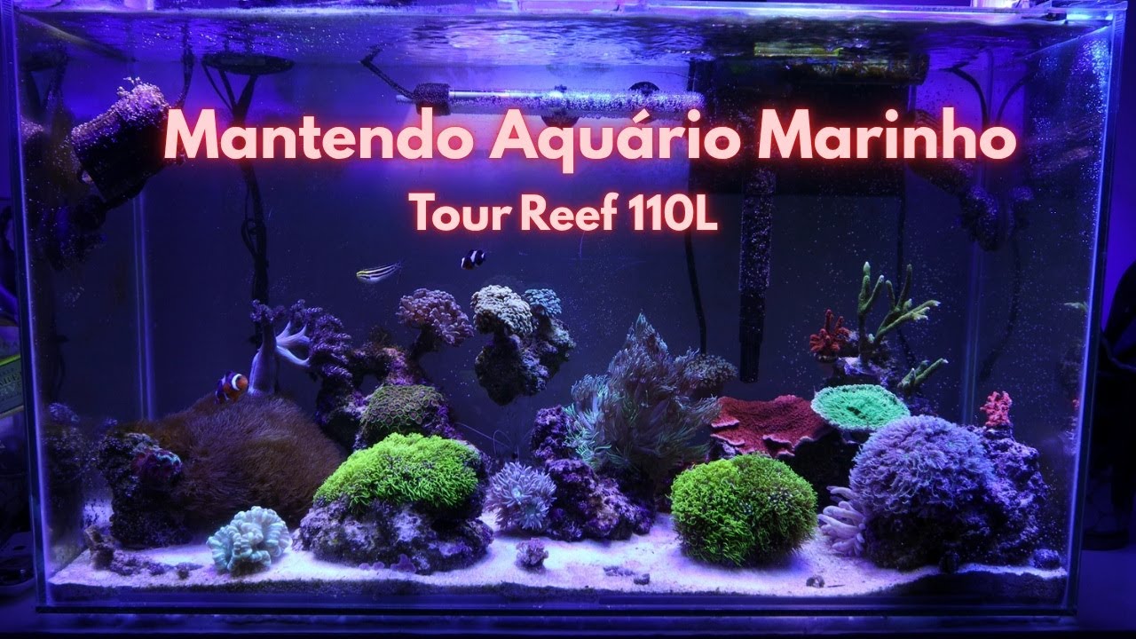 Como É Ter Um Aquário Marinho Em Casa - Mostro Tudo!