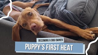 Guide to a Puppy's First Heat: What to Expect and How to Care for Your Dog