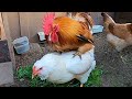 おんぶを始めたニワトリ…? 【ニワトリ飼育】183話目