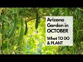 ARIZONA GARDEN in OCTOBER: What TO DO & PLANT - plus tips for FALL GARDENING