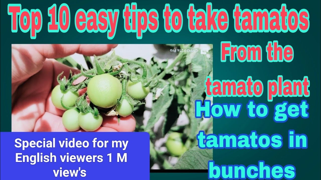 10 easy tips to grow tamato in bunches/Why your tamato plant drop off ...