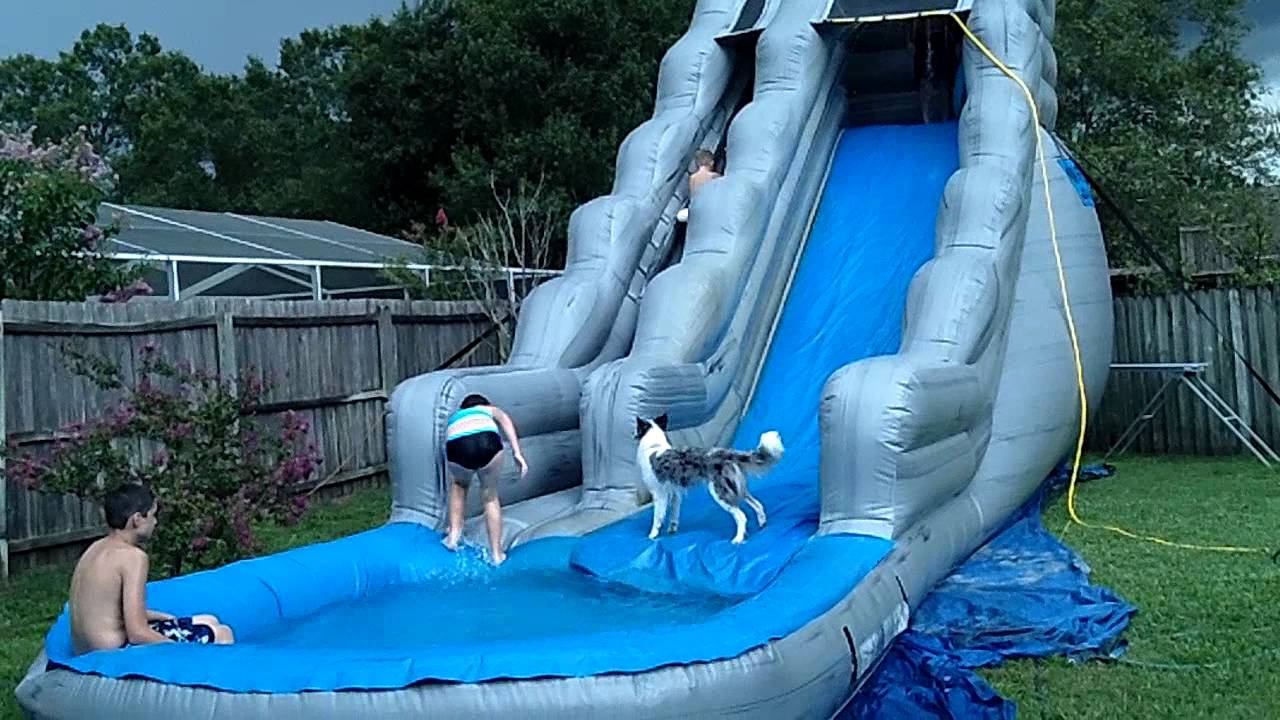 Dogs like slides too... - YouTube