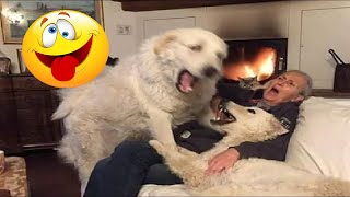 BEST funny videos of ANIMALS - FUNNIEST moment of DOGS and CATS 2024 #30| PETS MUNDI