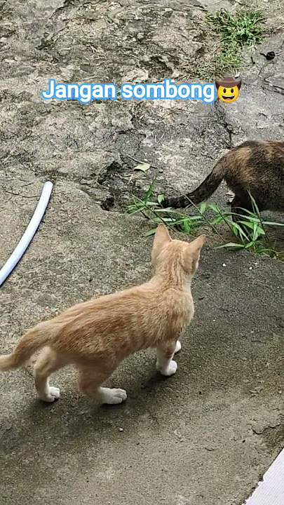 Don't be arrogant🤠 #entertainment #funny #comedy #zainudinmzisrami #khzainudinmz's sermon #cats #...