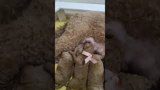 Hanging out in the welp pen with 3-day-old red Standard poodle puppies by Debra Pohl 332 views 3 years ago 2 minutes, 9 seconds