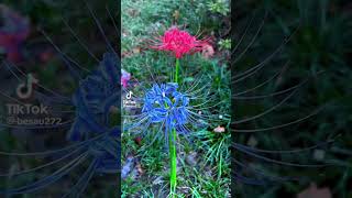 Blue and red spider lily