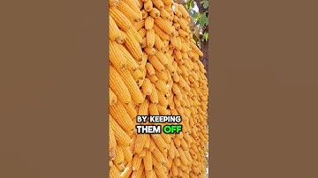 From Harvest to Fortune: The Secret of Hanging Corn! #shorts #shortsfeed #farming #jstory