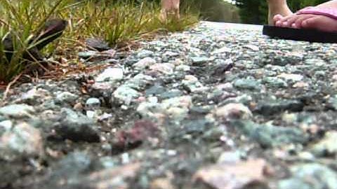 Snapping Turtle Hatchlings