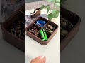 Beautiful Walnut Treat Box – Four Compartments, Clear Lid, Stylish Display