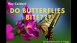 Do Butterflies Bite?