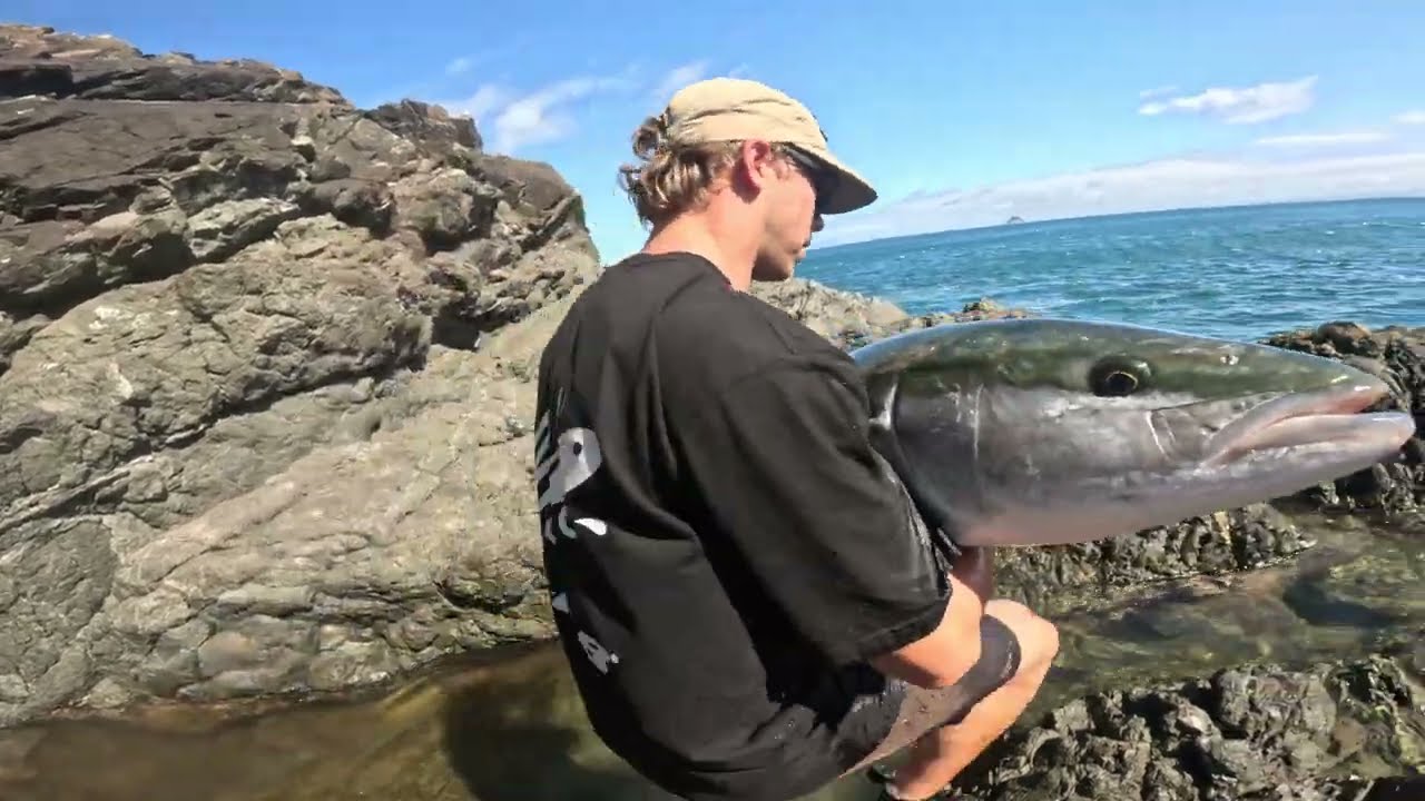 Insane Landbased Topwater Kingfish Session