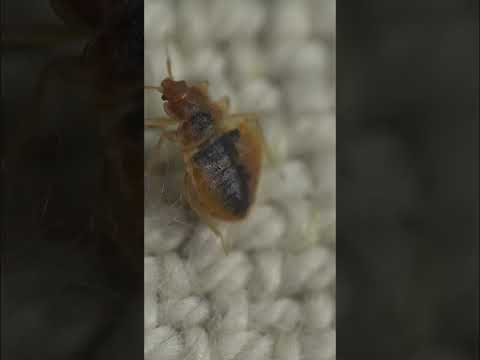 شركة مكافحة البق بجدة شركة اتقان كلين من أفضل شركات مكافحة بق الفراش بجدة تستخدم أفضل المبيدات