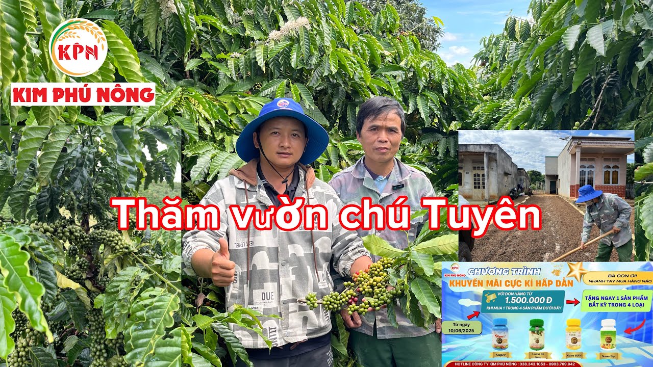 Phúc Thịnh 50: Quý bà con cùng nghe chia sẻ của chú Tuyên sau khi sử dụng phân bón Kim Phú Nông