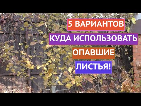 КУДА ДЕТЬ ОСЕННИЕ ЛИСТЬЯ! 5 ОТЛИЧНЫХ ВАРИАНТОВ!