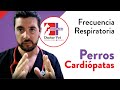 👉🏻 Frecuencia Respiratoria en PERROS Cardiópatas [2021]