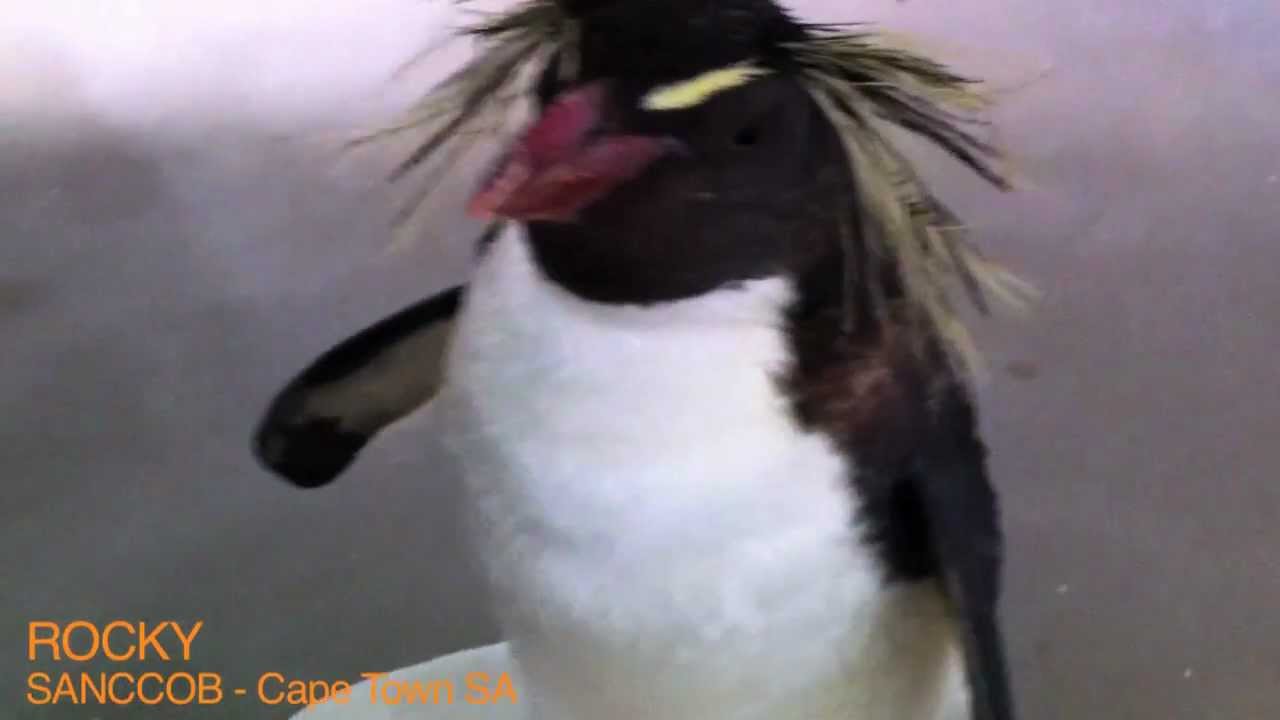 Rocky The Penguin - YouTube