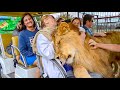 Visitors did not expect such a warm welcome from the lion