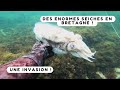 Je vous emmne pcher le calamar breton  chasse sous marine bretagne sud