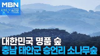 충남 태안군 승언리 소나무숲 [MBN 영상속으로]