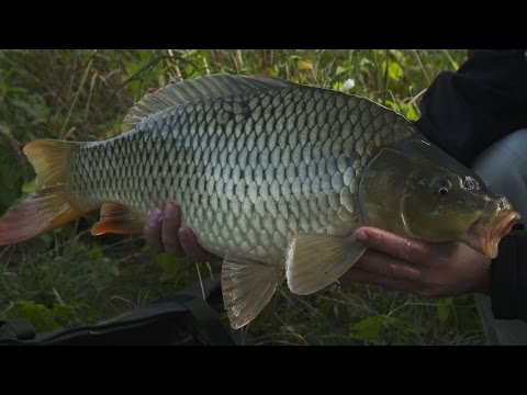 Video: Rybářské Tajemství: Donka Pro Kapra