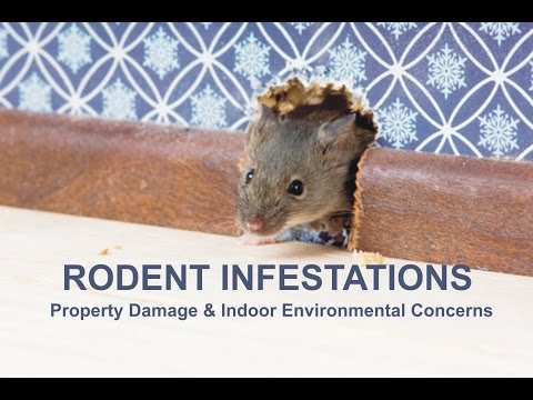 Rodent Infestations, Property Damage & Indoor Environmental Concerns