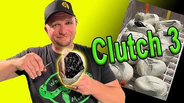 Clutch 3 Jungle Carpet Pythons