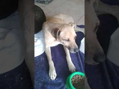 Vídeo: Mucopolissacaridoses Em Cães