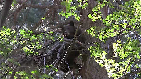 Magdalena Mountains Bear Hunt