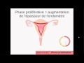L'utérus au cours du cycle menstruel