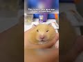 This Is How A Hamster Gets An Eye Drop