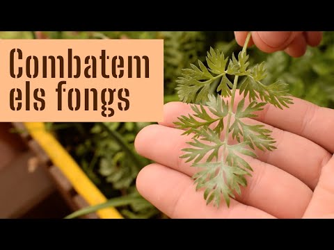 Vídeo: Taques de les fulles de les plantes: com tractar els fongs de les taques de les fulles