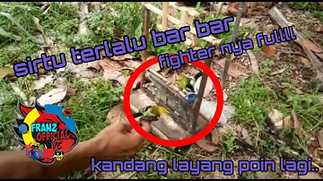 memikat burung sirtu fighter sampai-sampai belum di rekam udh lengket #sirtu #sirpu #cipo #sirdung