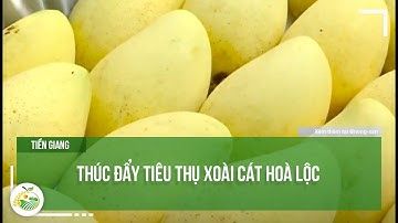 Tiền Giang thúc đẩy tiêu thụ xoài cát Hoà Lộc
