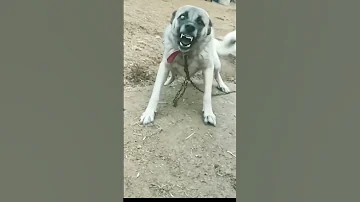 Dog Barking Videos 4kviral Status Ytshorts 